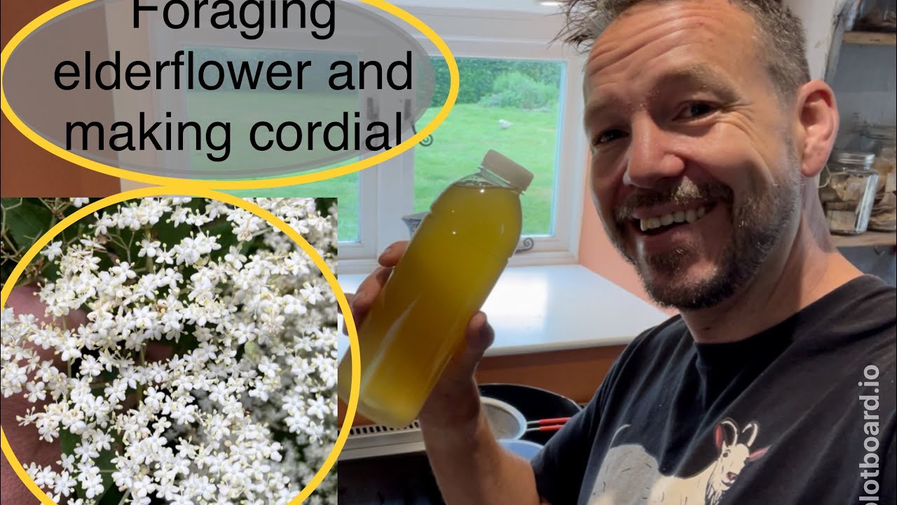How to identify Elderflower and make elderflower cordial.