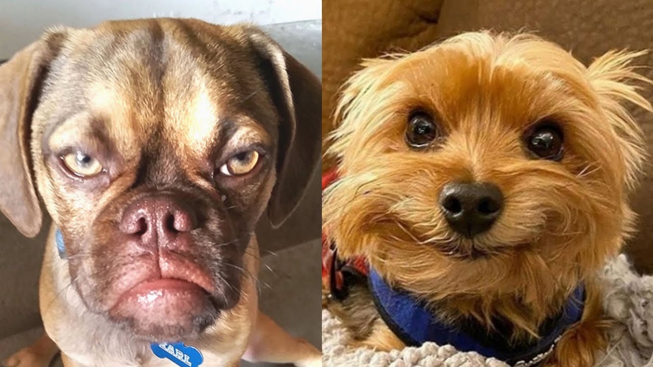 🤣🐶 Эпическая подборка собачьих неудач: приготовьтесь к смеху и умилению! 🤣🐕