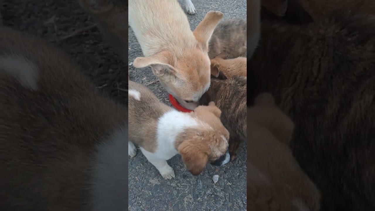 8 🐶🐕 ko doodh pilaya