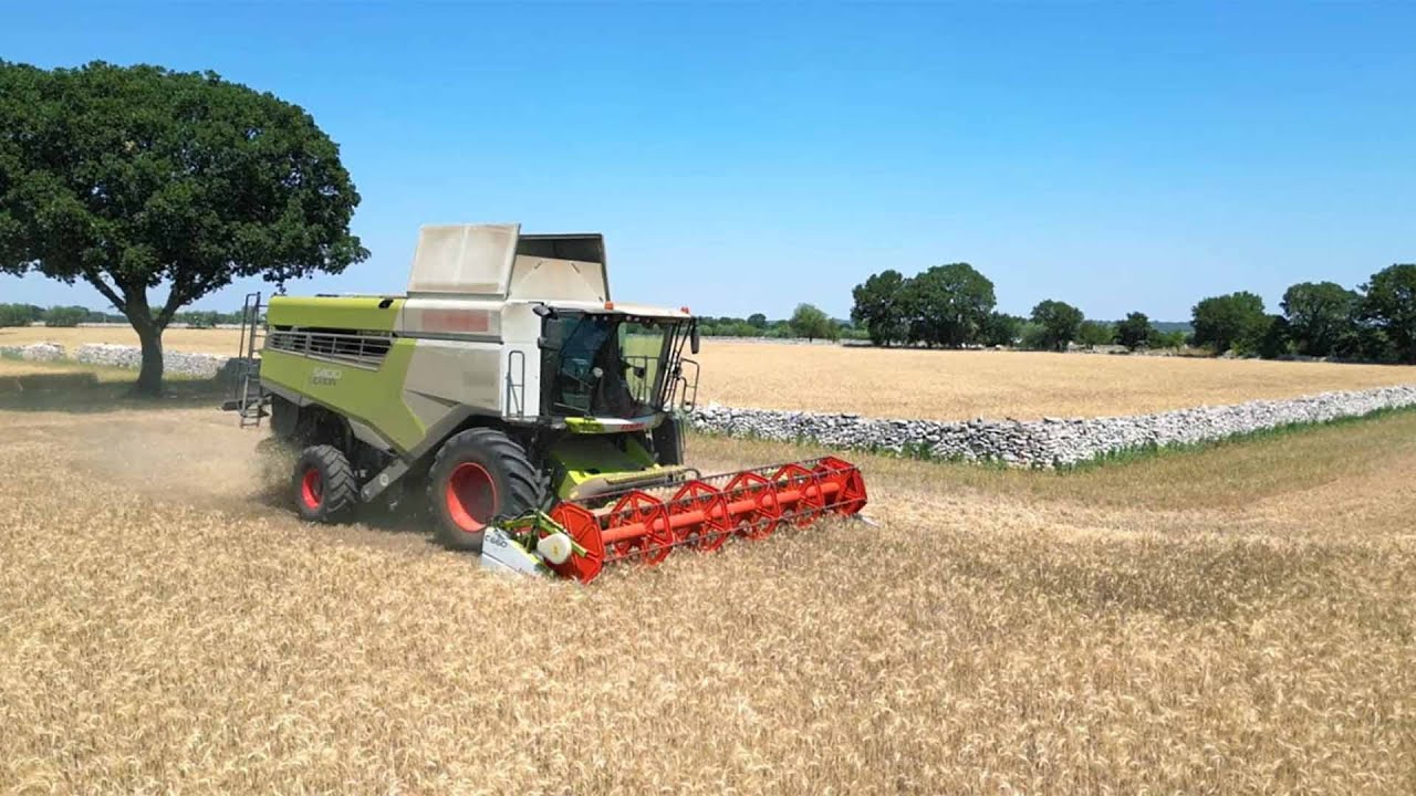 DURUM DAYS 2025, IN AUMENTO LA PRODUZIONE DI GRANO DURO
