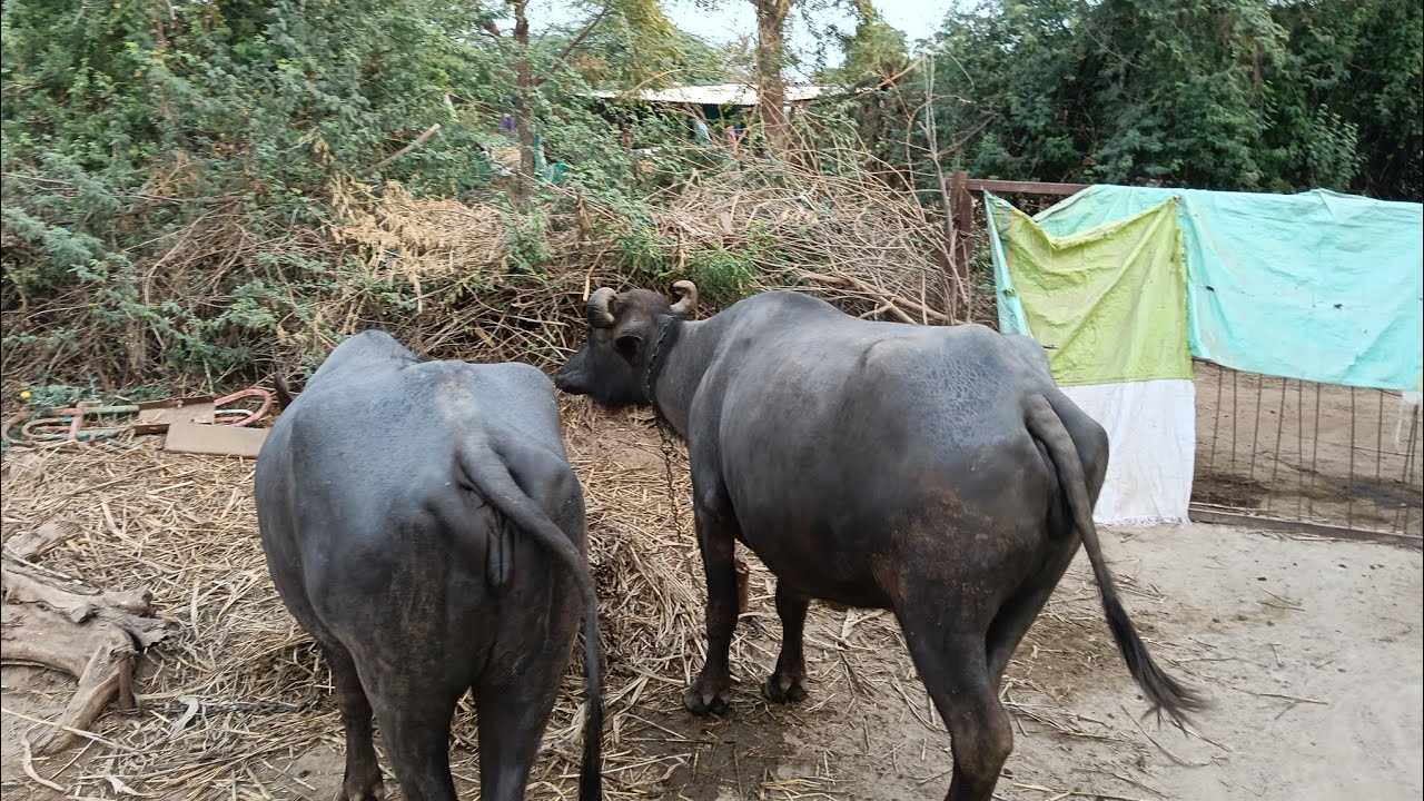 આજે તો રચકો બઉ ઘણો વાઢી લાયો 