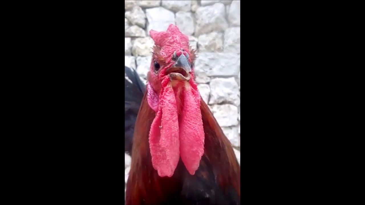 Gallo cornuto immobile