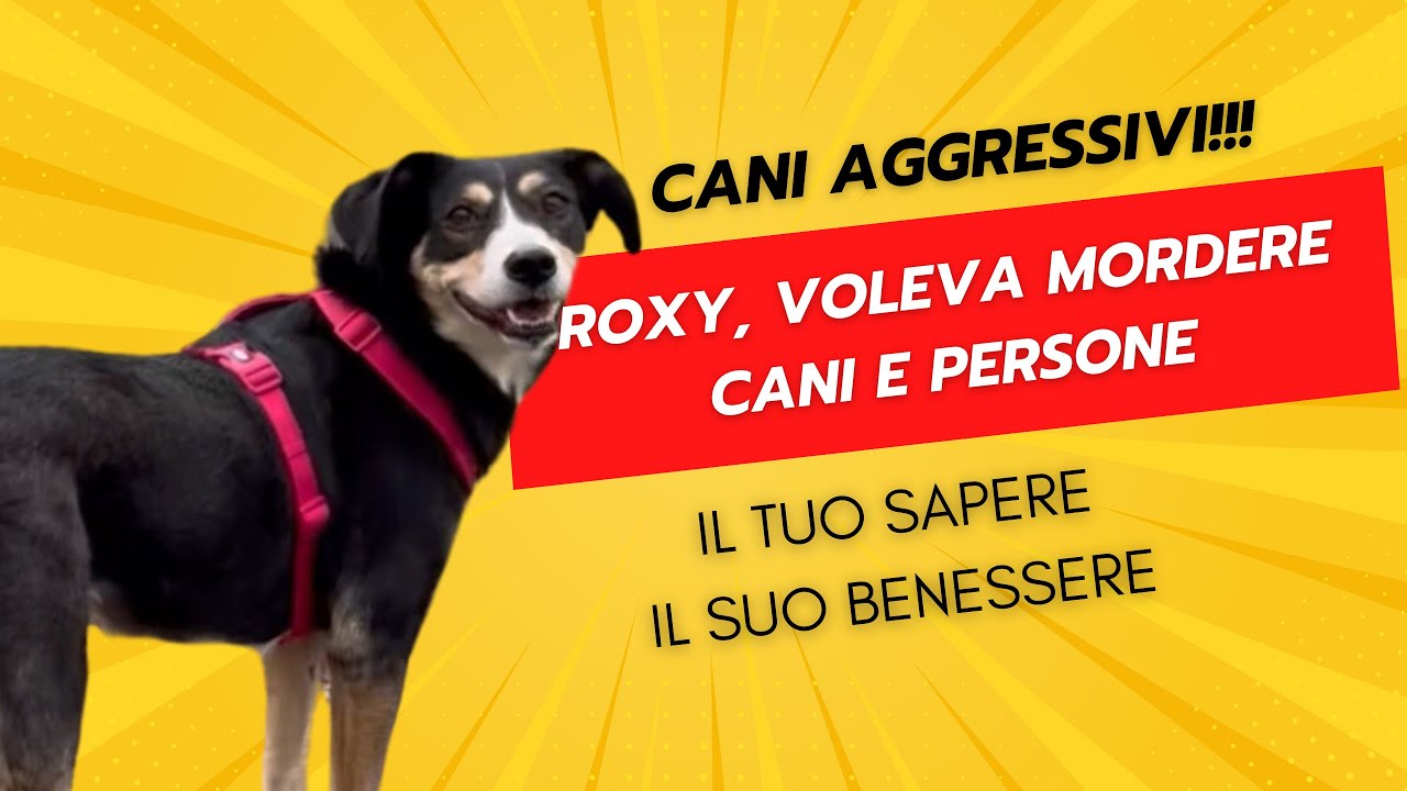 Cani aggressivi - Roxy voleva mordere cani e persone - educare il cane si può…