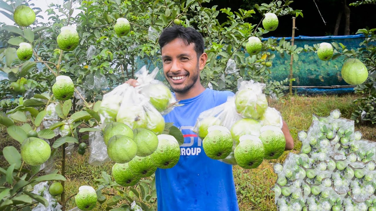Successful Guava Farming || Air Layering Guava Tree || Guava Collection || 10 Minute Videos
