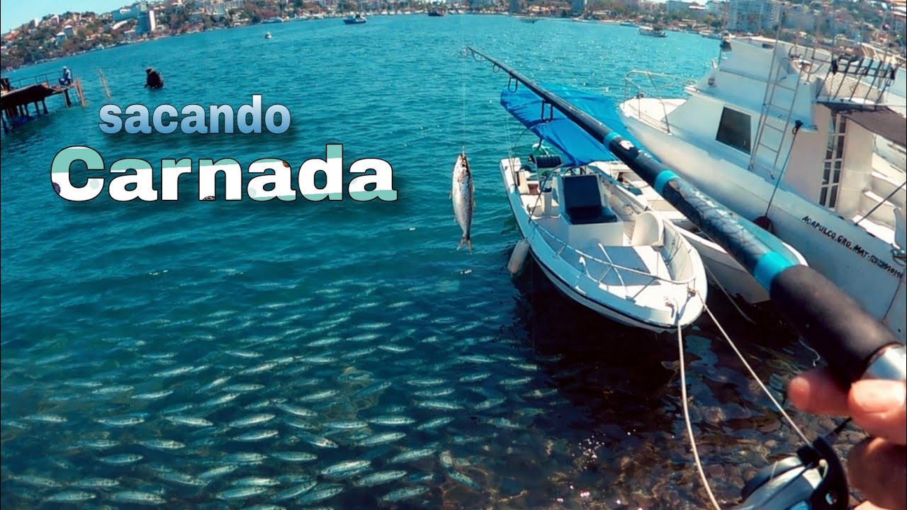 En busca de la carnada perfecta / pesca en Acapulco 🎣🐟🌊