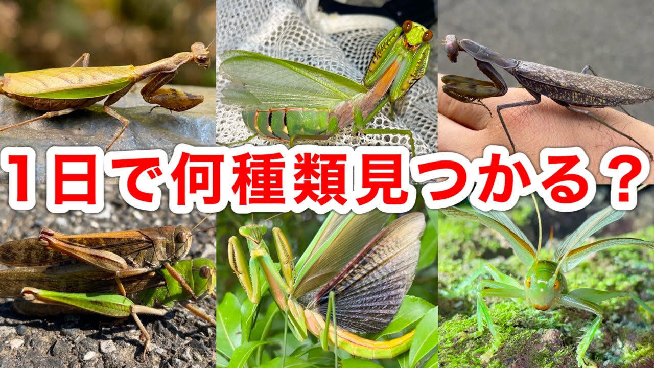 1日本気出したらカマキリとバッタって何種類見つかる？
