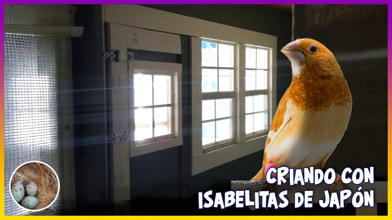 CRIANDO CON ISABELITAS DE JAPÓN🦜