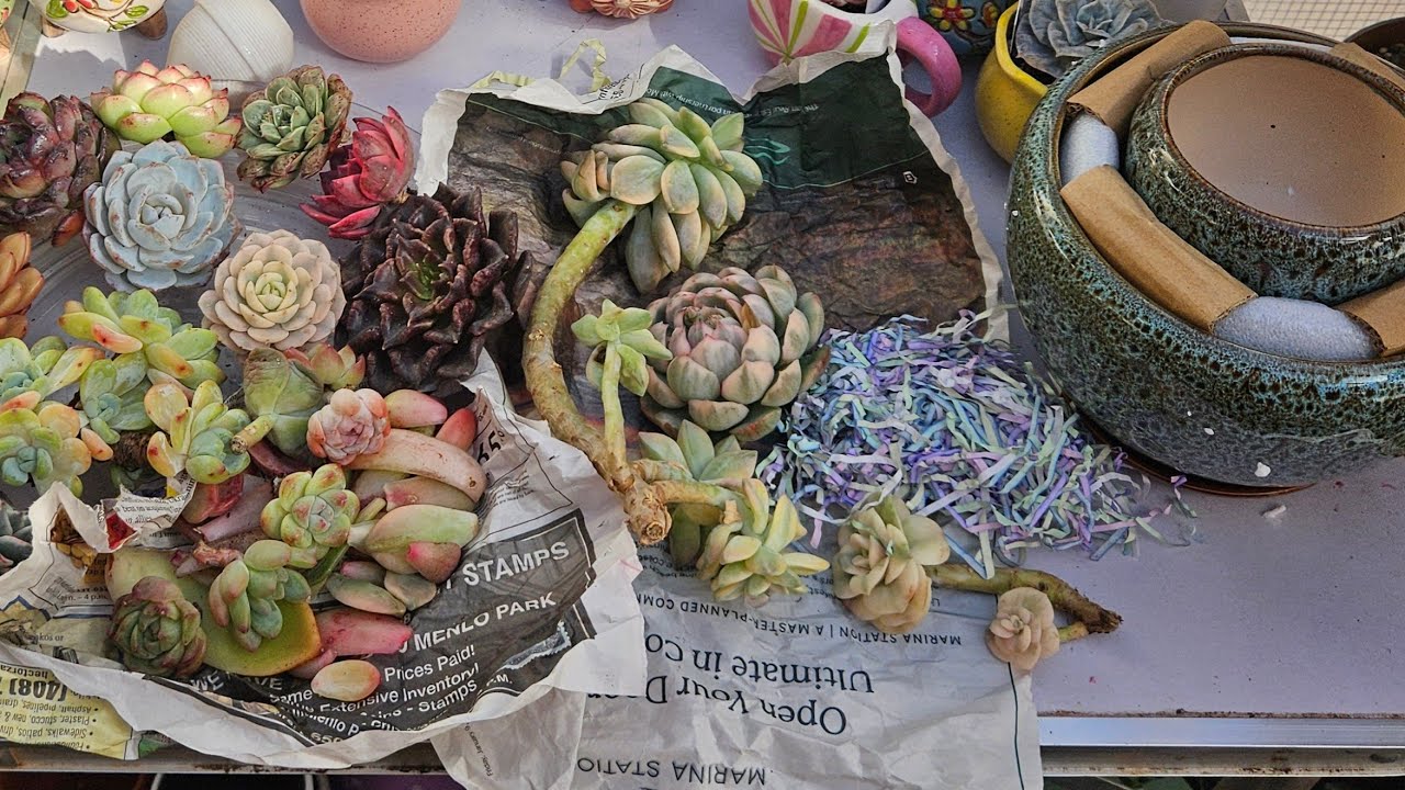 abriendo cajita de suculentas 🥰