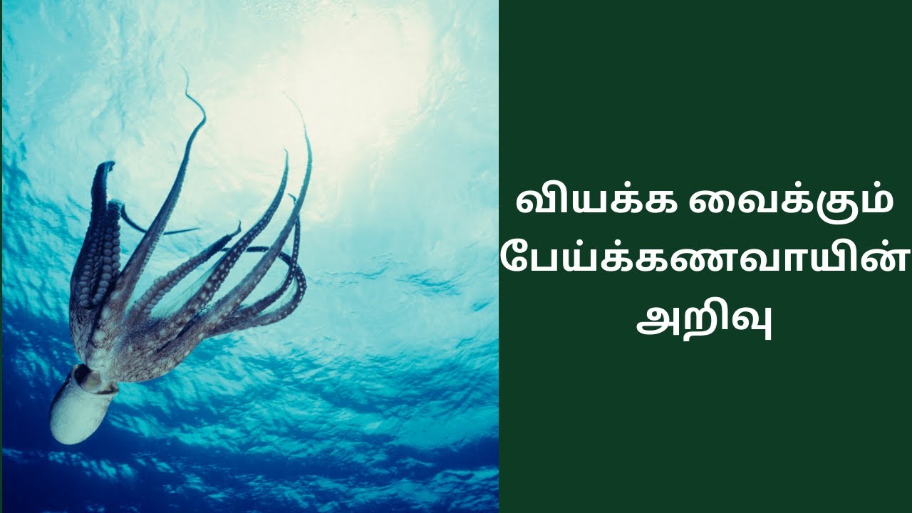 Octopus: The Brilliant Mind Hidden Beneath the Waves