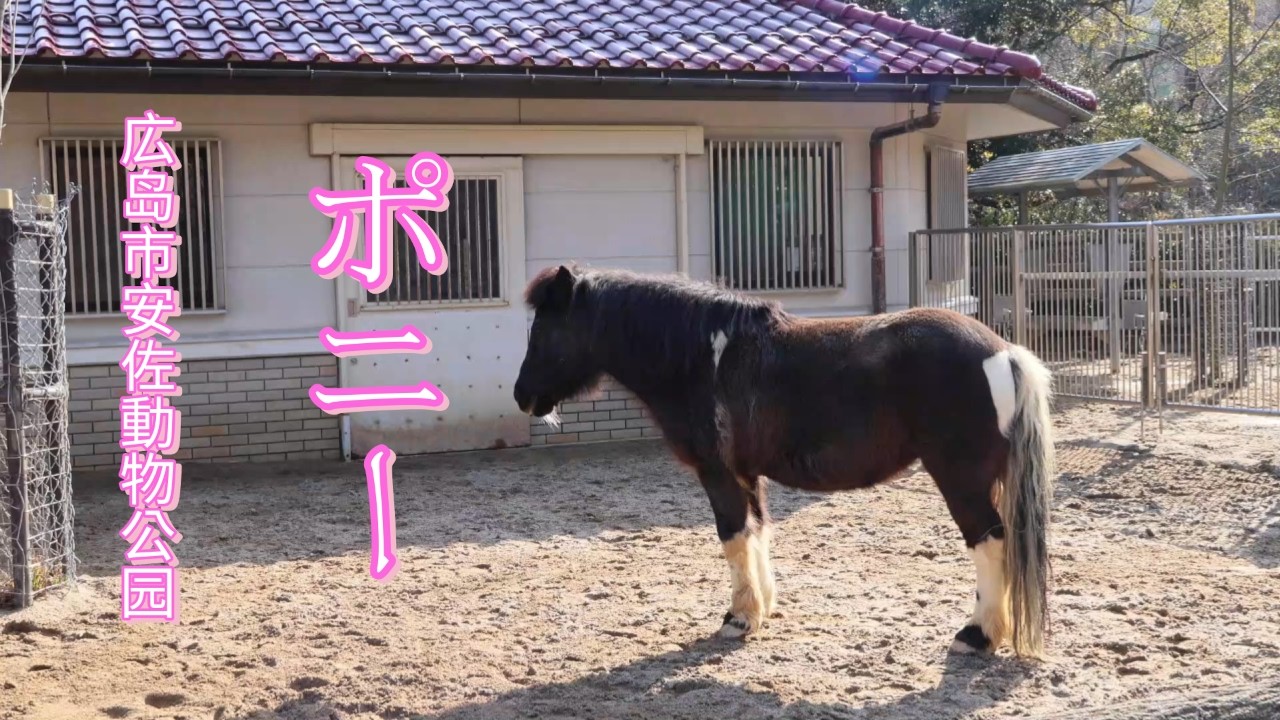 ポニー/広島市安佐動物公園/広島県広島市/Pony/Hiroshima City Asa Zoo/Hiroshima City, Hiroshima Prefecture