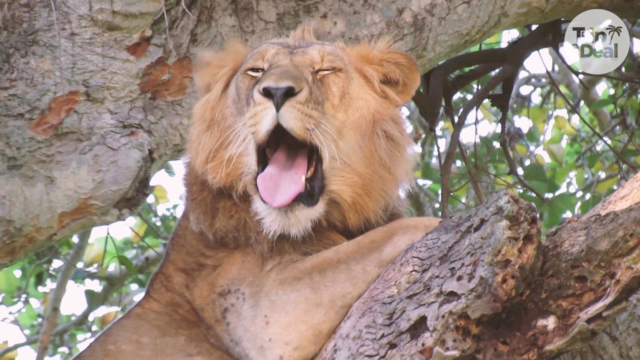 Uganda Wildlife Tour