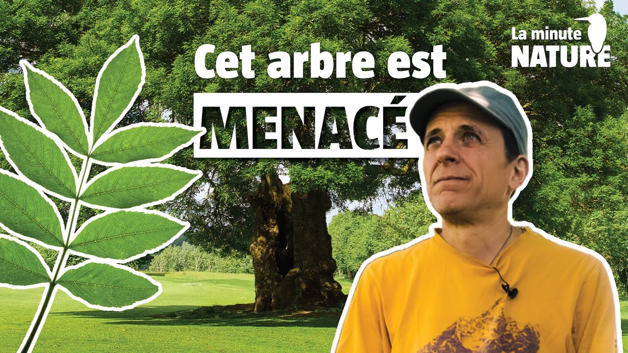 Les secrets du frêne, arbre cosmique