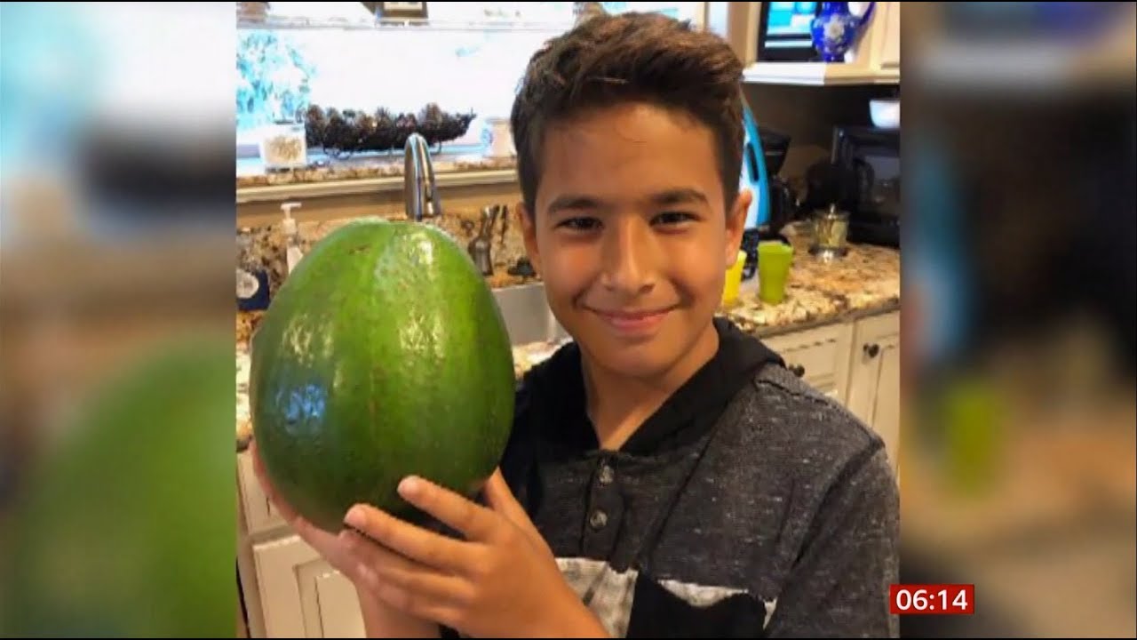 5.6 pound avocado wins Guinness World Records title (fun story) (USA) BBC News 12th October 2019