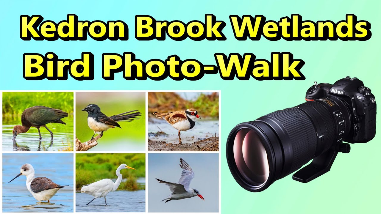 Kedron Brook Wetlands Bird Photo-Walk  1st May 2022