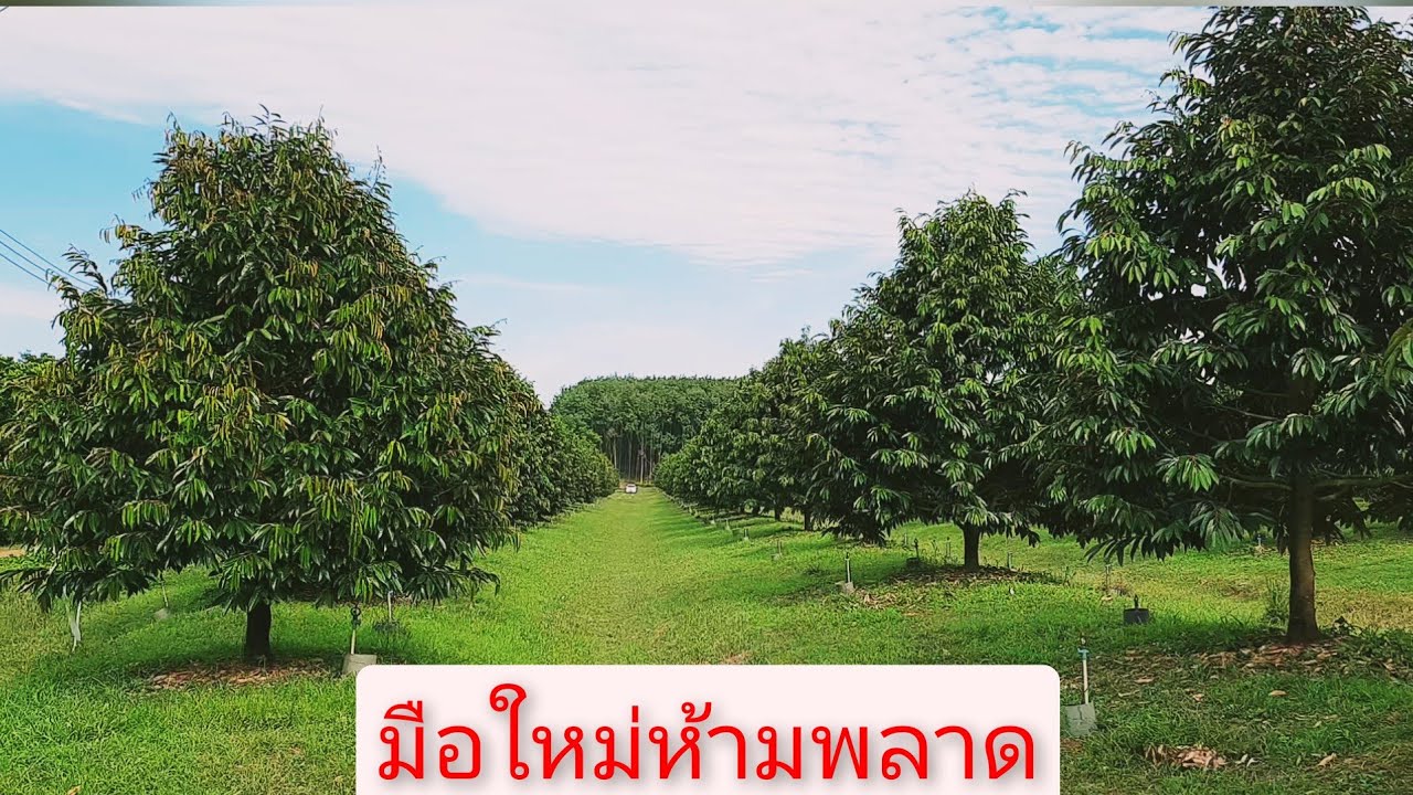 แนวทางการสร้างสวนทุเรียน #แบบร่องลูกฟูก #มือใหม่ห้ามพลาด