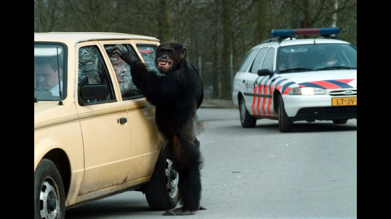 Klopjacht op ontsnapte chimpansee (1998)
