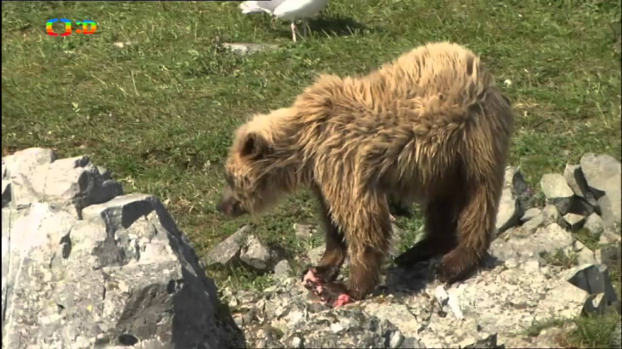 Hvězdy zvířecí říše ~ Největší pták