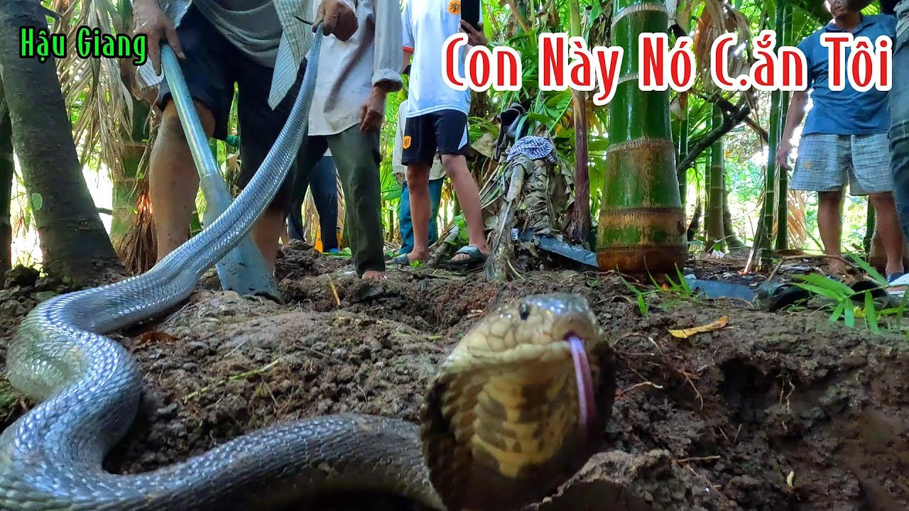 Đây Đúng Là Hung Thủ Đã C.ắn Người Đàng Ông Phải Nhập Viện Trong Nguy Kịch | Mười Thương Săn Bắt