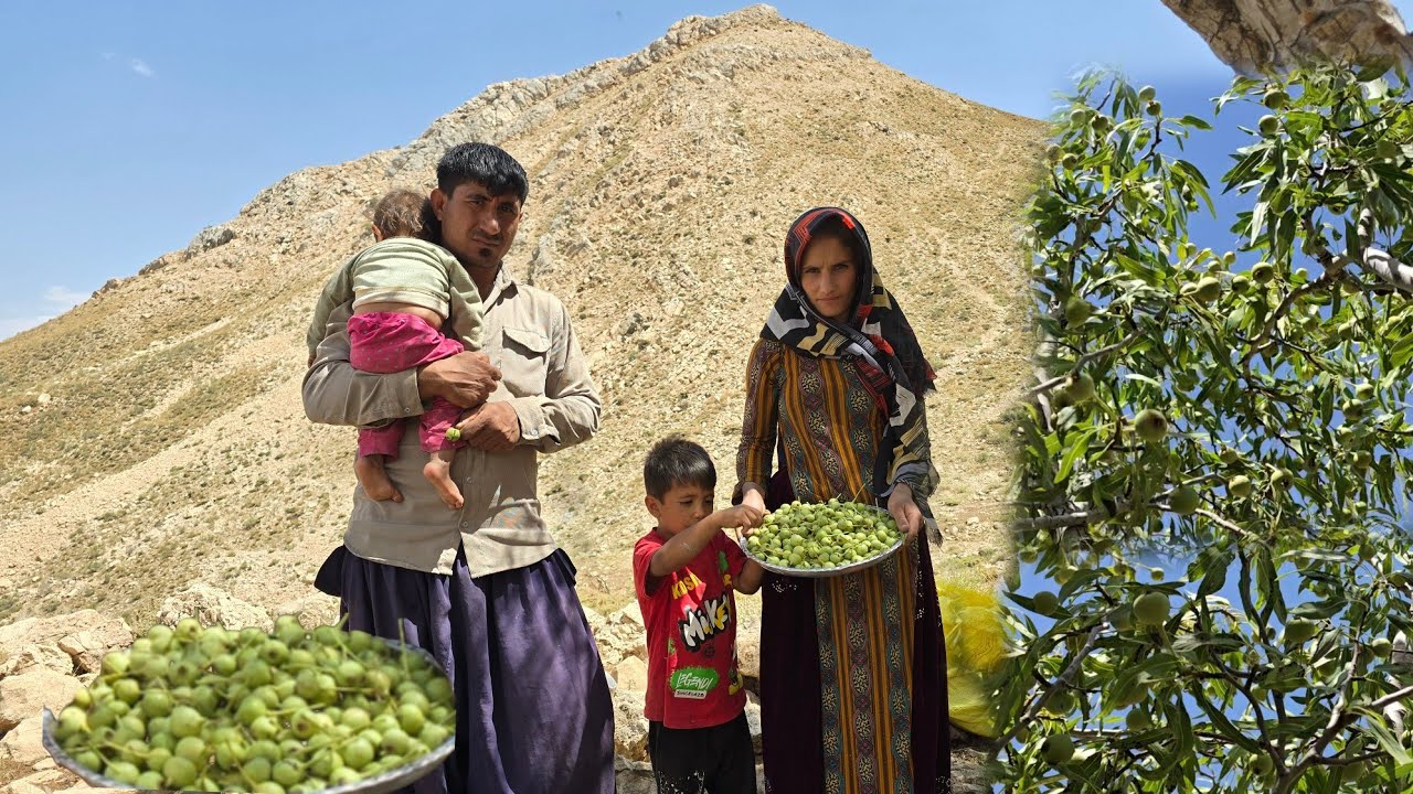 The Real Life of Iranian Nomads | Harvesting Wild Pears in the Heart of the Mountain with Family
