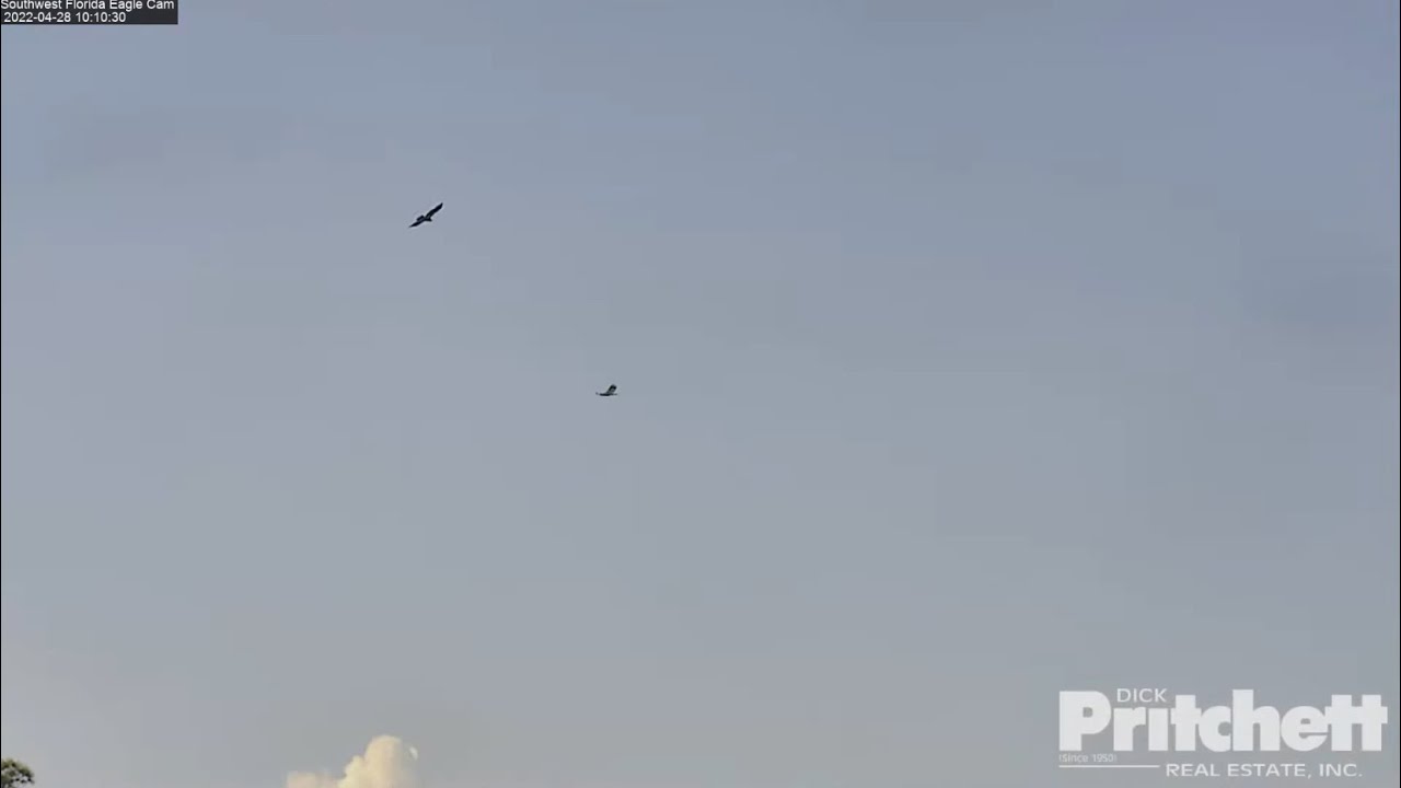 SWFL Eagles ~ Is This Goodbye E19? 🐦 Last Coverage Of Both E's Soaring Together! 💕 MUSIC  4.28.22