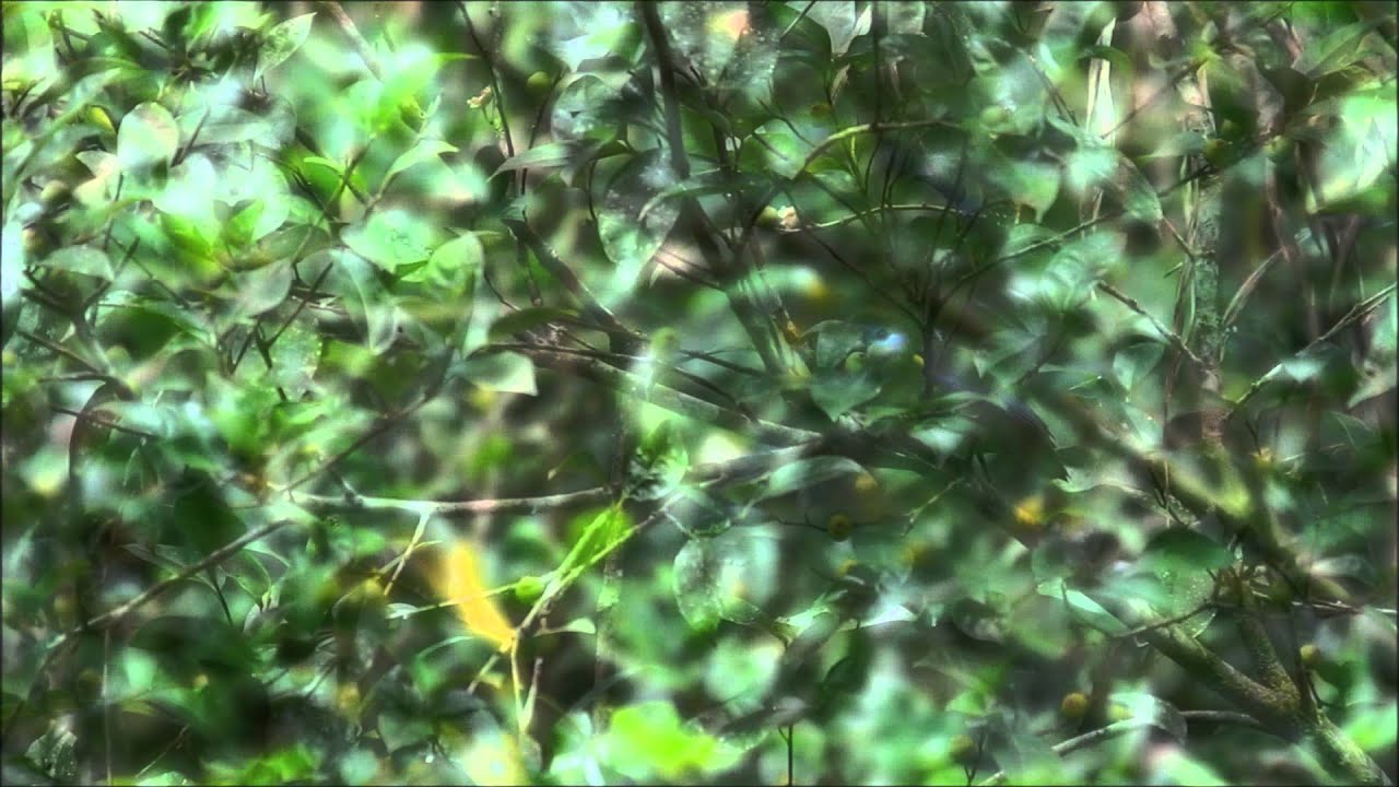 Double-eyed Fig-Parrot (immature)