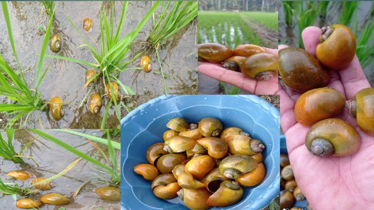 Mencari keong mas di sawah, seru banget bocil-bocil.....dapat kerang tutut juga...mantul sekali
