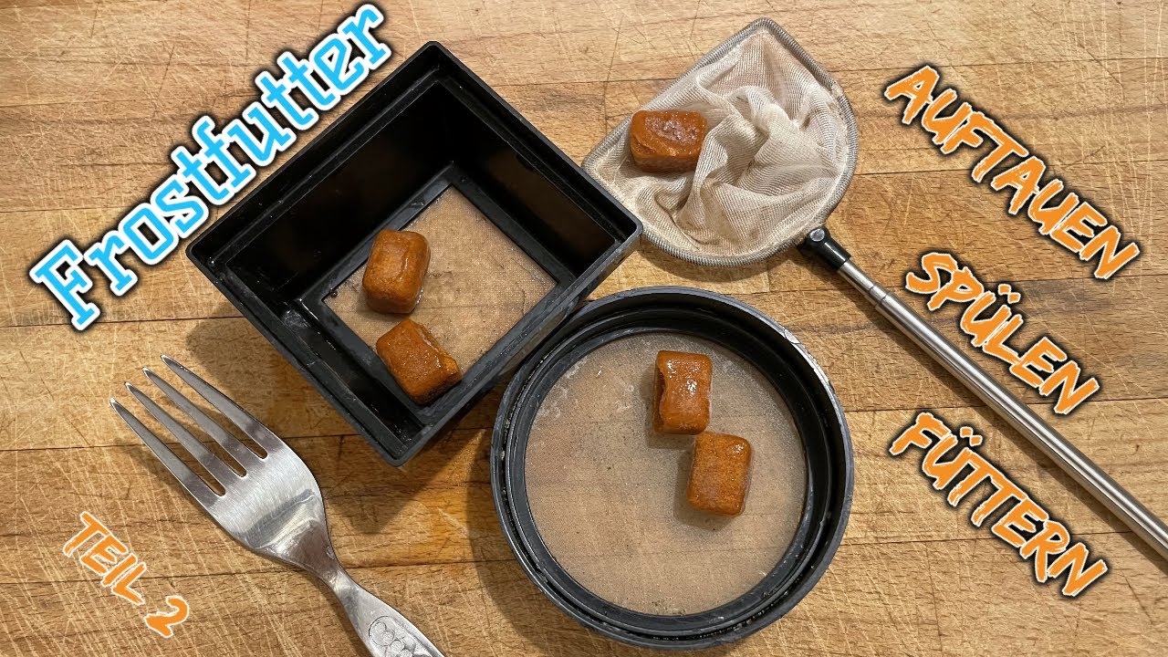 Frostfutter auftauen und verfüttern | Frostfutter für deine Fische | Teil 2/2 | Fischfutter