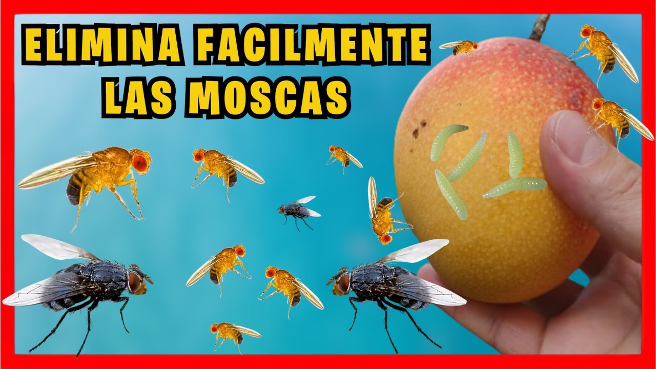 Como ELIMINAR LA MOSCA DE LAS FRUTAS muy fácil y evitar que se llenen de GUSANOS | Gio de la Rosa