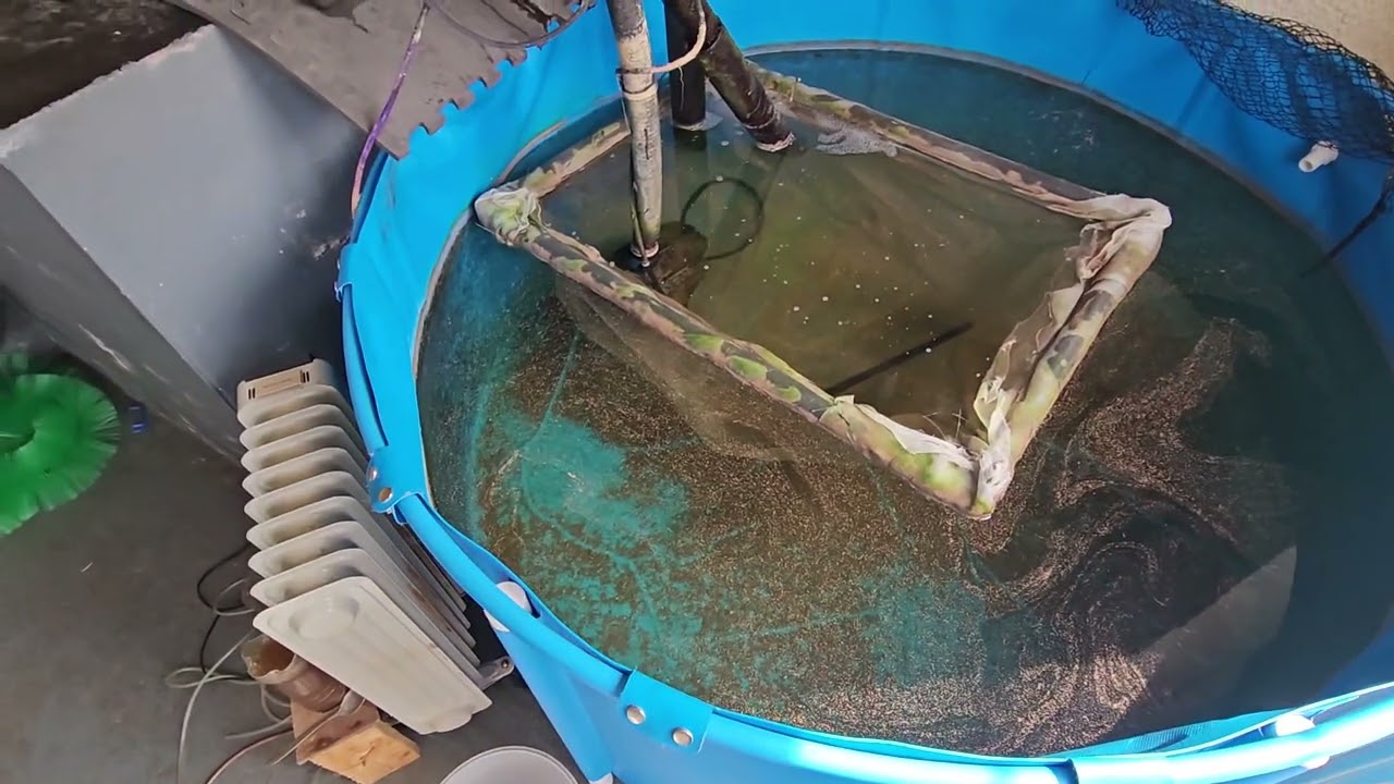 neglected my main koi carp pond draining and cleaning out  and fry update