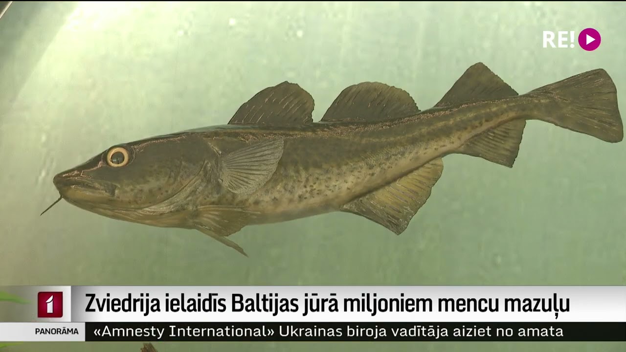 Zviedrija ielaidīs Baltijas jūrā miljoniem mencu mazuļu