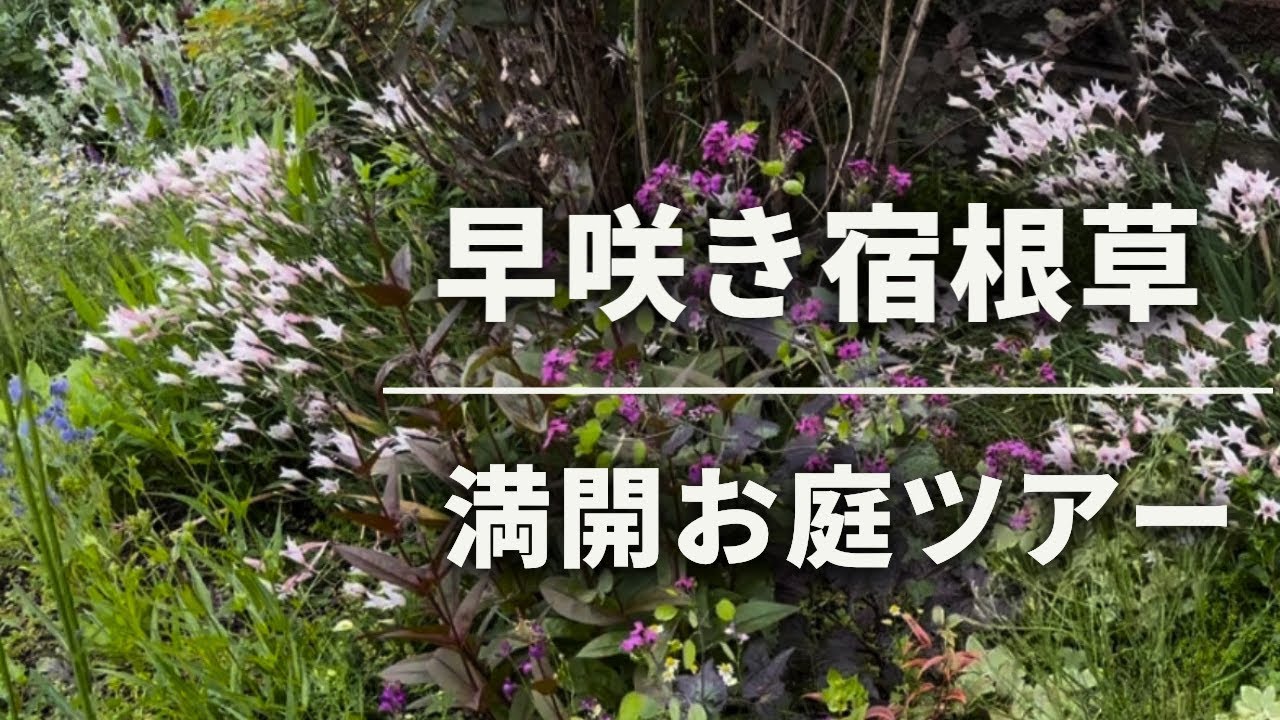 《日向ガーデン宿根草》満開！早咲き宿根草／お庭ツアー2025
