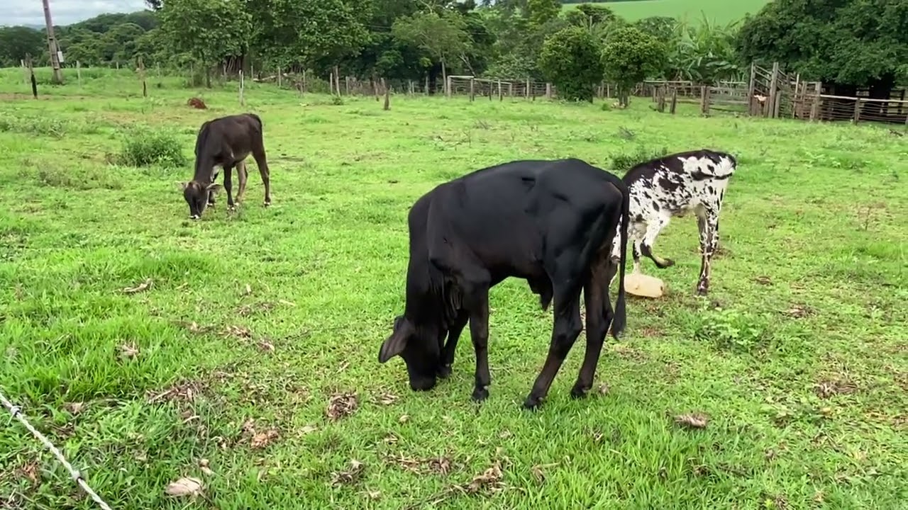 Dia a dia na fazendinha 👨‍🌾🙌
