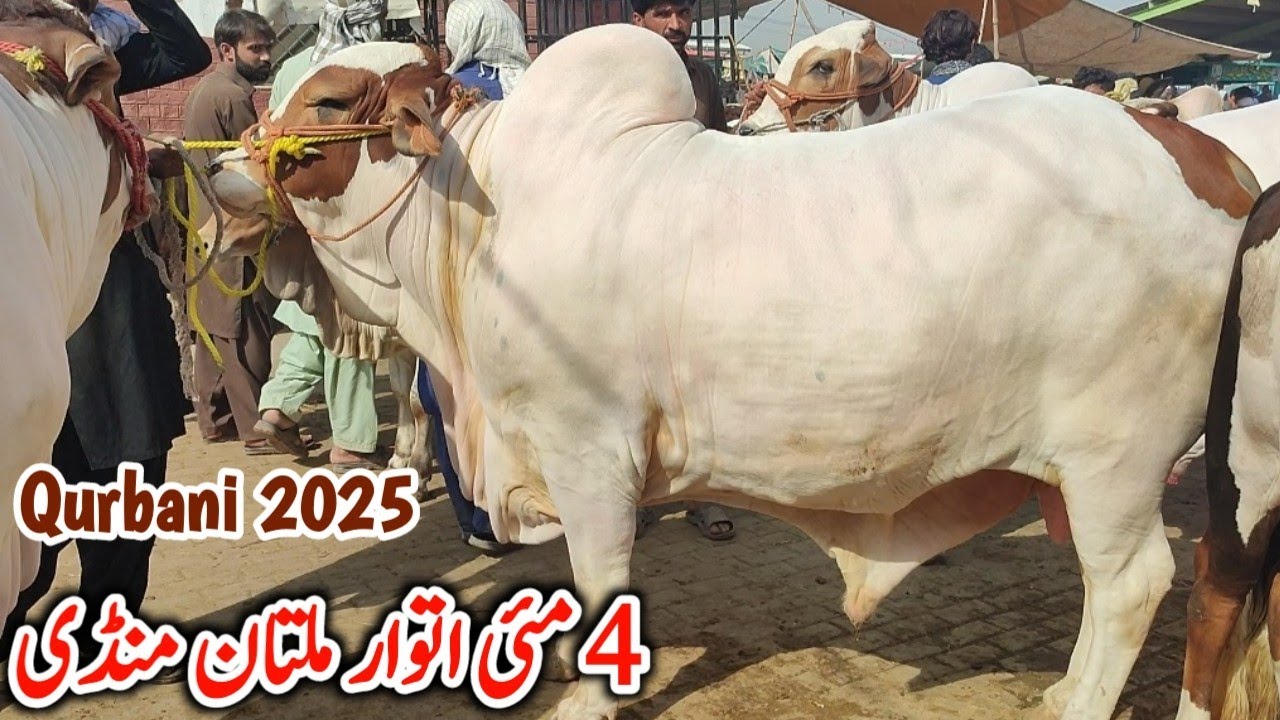 Mandi K Sb Sy Heavy ❤️‍🔥 Khubsurat Bachron Ki Update | 4 May Sunday Multan Janwar Mandi Update