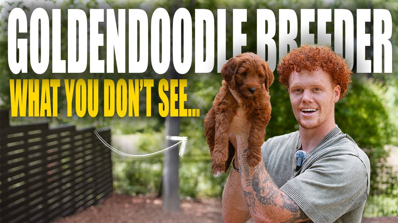The Reality Of Goldendoodles
