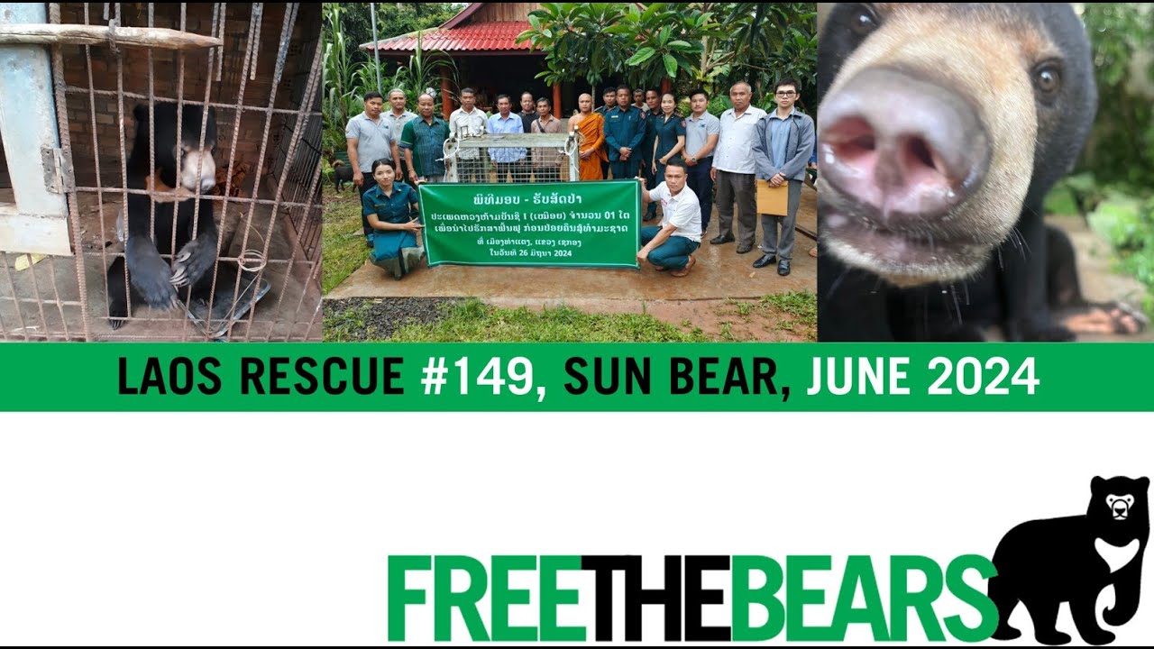 2,000km Sun Bear Rescue!