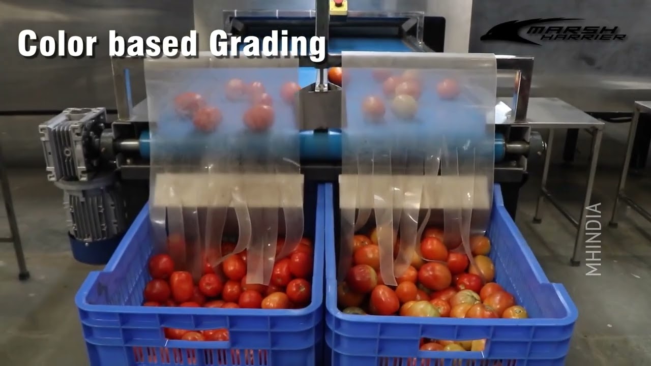 Multiple Fruits & Vegetables Grading Machine | AI-Powered | Image Processing Technology