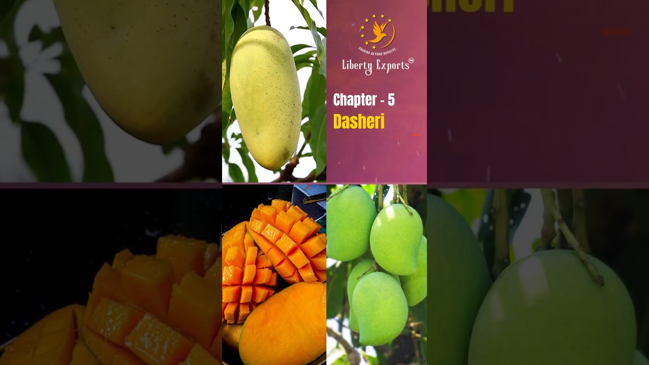 Mango Exports from India - Dasheri 