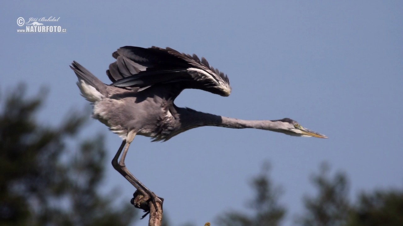 Volavka popelavá - (Ardea cinerea) - Grey Heron - Fischreiher