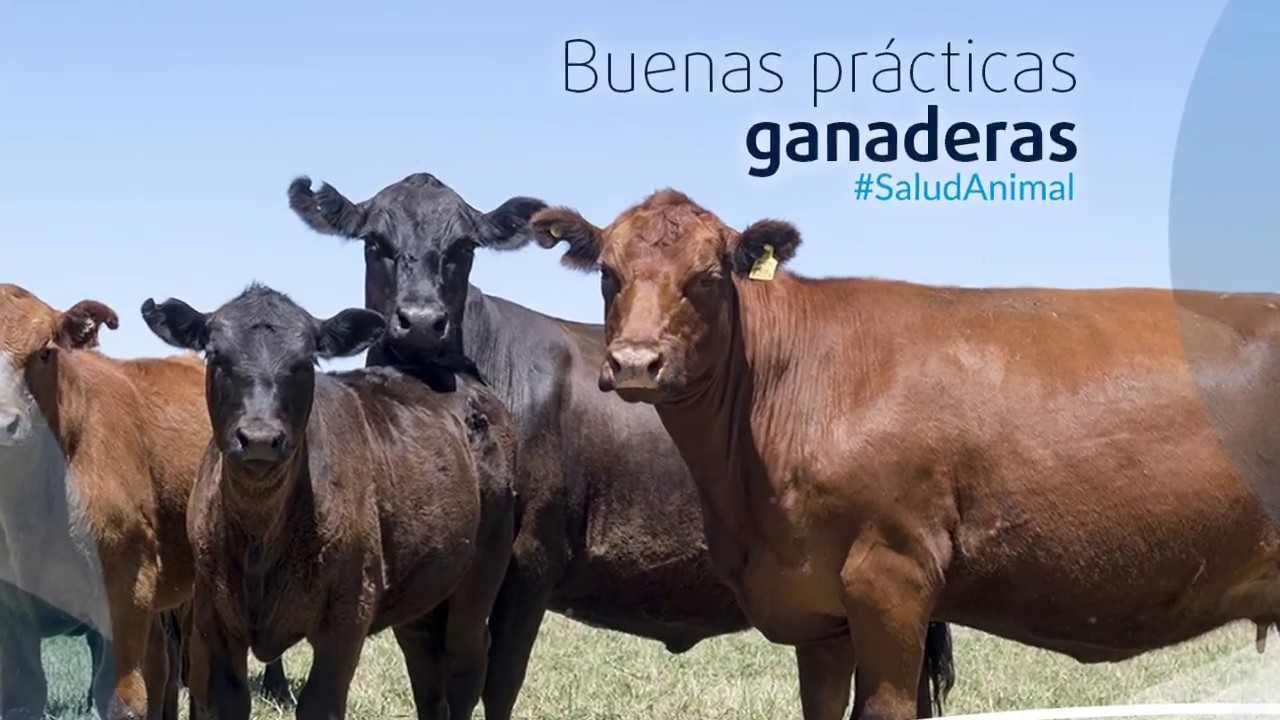 Buenas Prácticas Ganaderas | SaludAnimal | Biogénesis Bagó