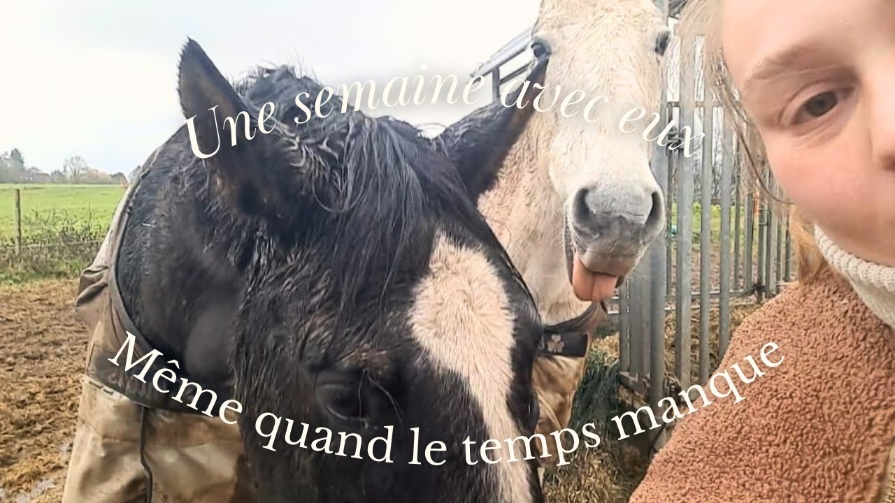 Une semaine avec les chevaux et moi 🐴