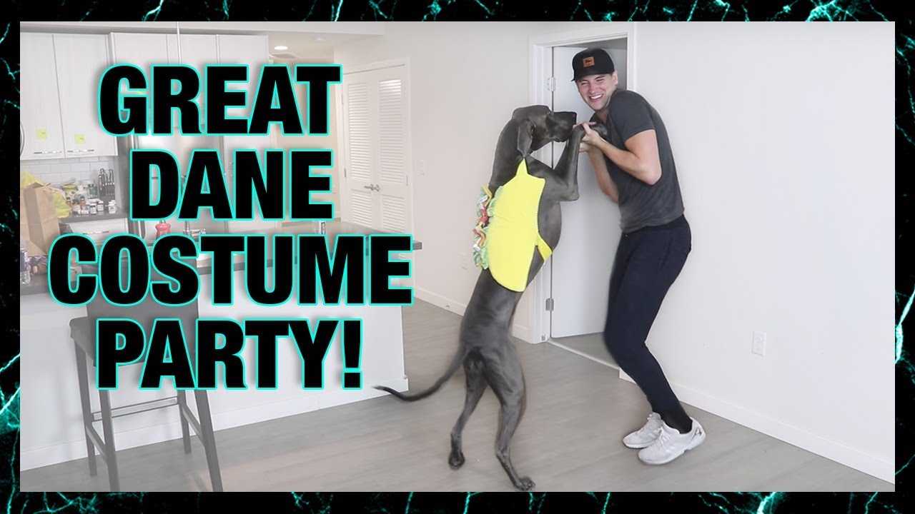 TRYING COSTUMES ON MY DOG