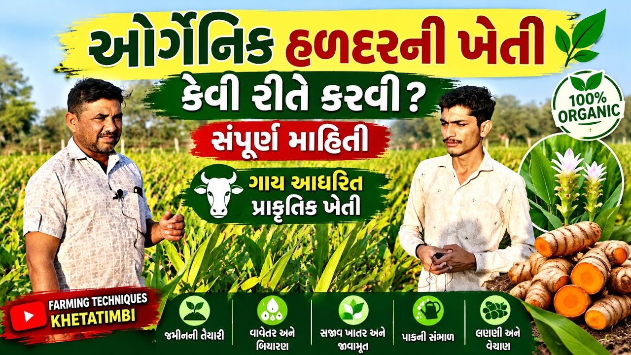 ઓર્ગેનિક હળદર ની ખેતી કેવી રીતે કરશો ? Organic haldar ni kheti ગાય આધારિત સજીવ ખેતી