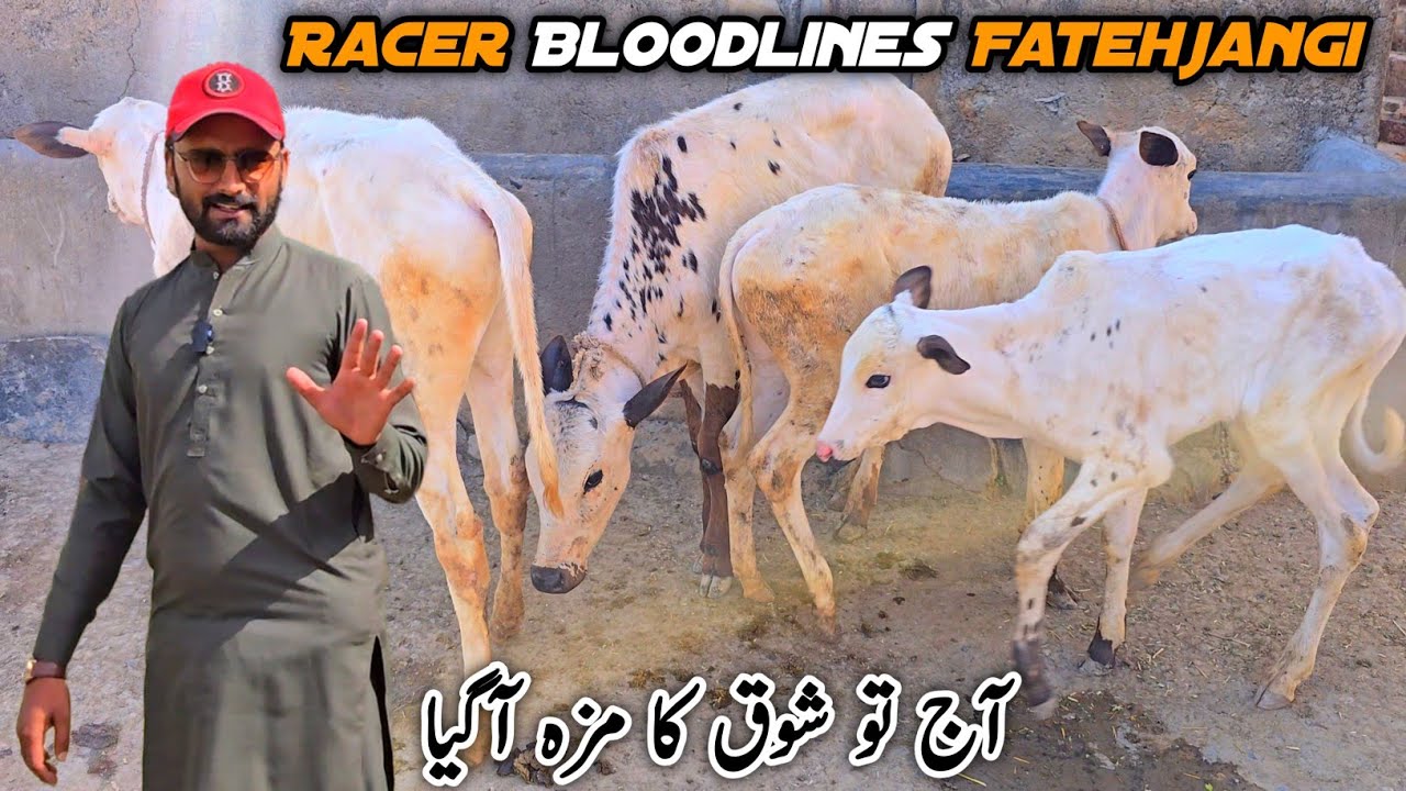Racer Bloodlines Fatehjangi Ka Shoq ❣️ Maza Aa Gaya #mbvlogs 