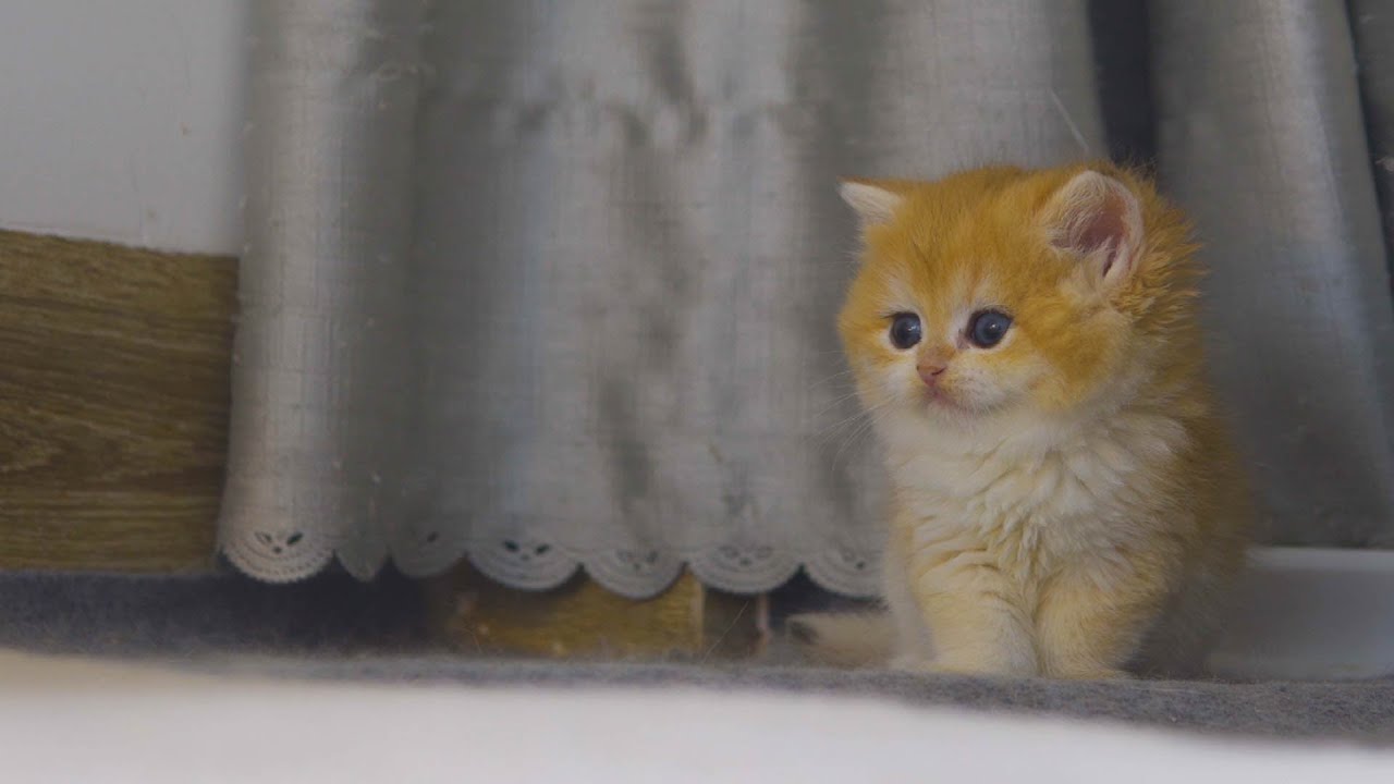 The Eggs Have Hatched, But Tiny Kitten Pudding Only Dares To Watch From Afar