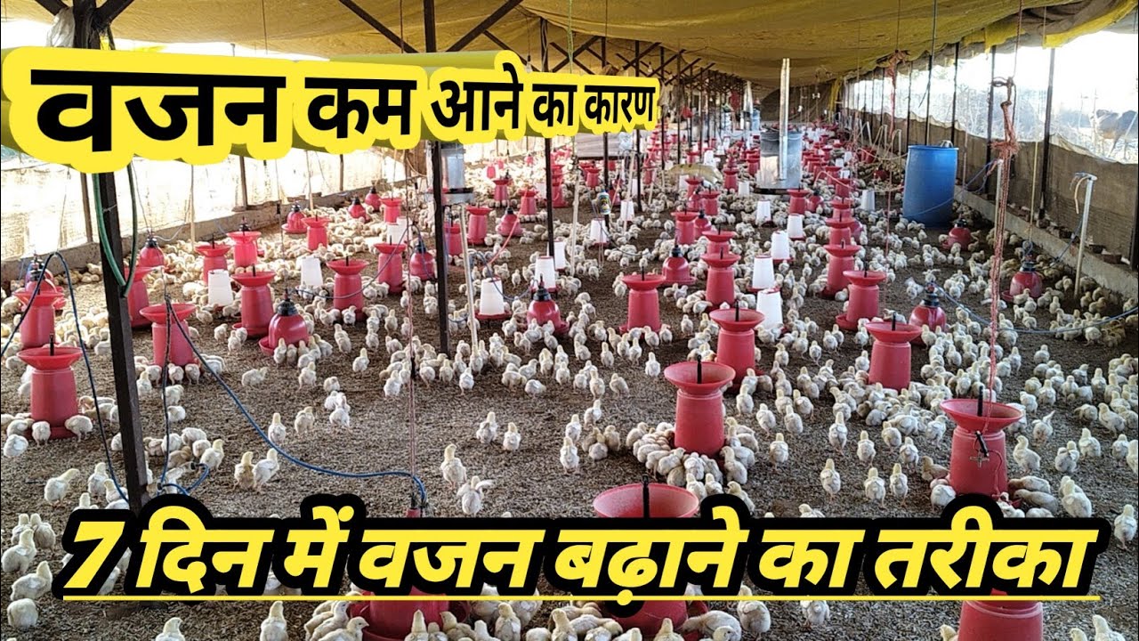 #चिक्स का 7 दिन में वजन बढ़ाने का सस्ता तरीका!! वजन कम आने का कारण@72STAR 