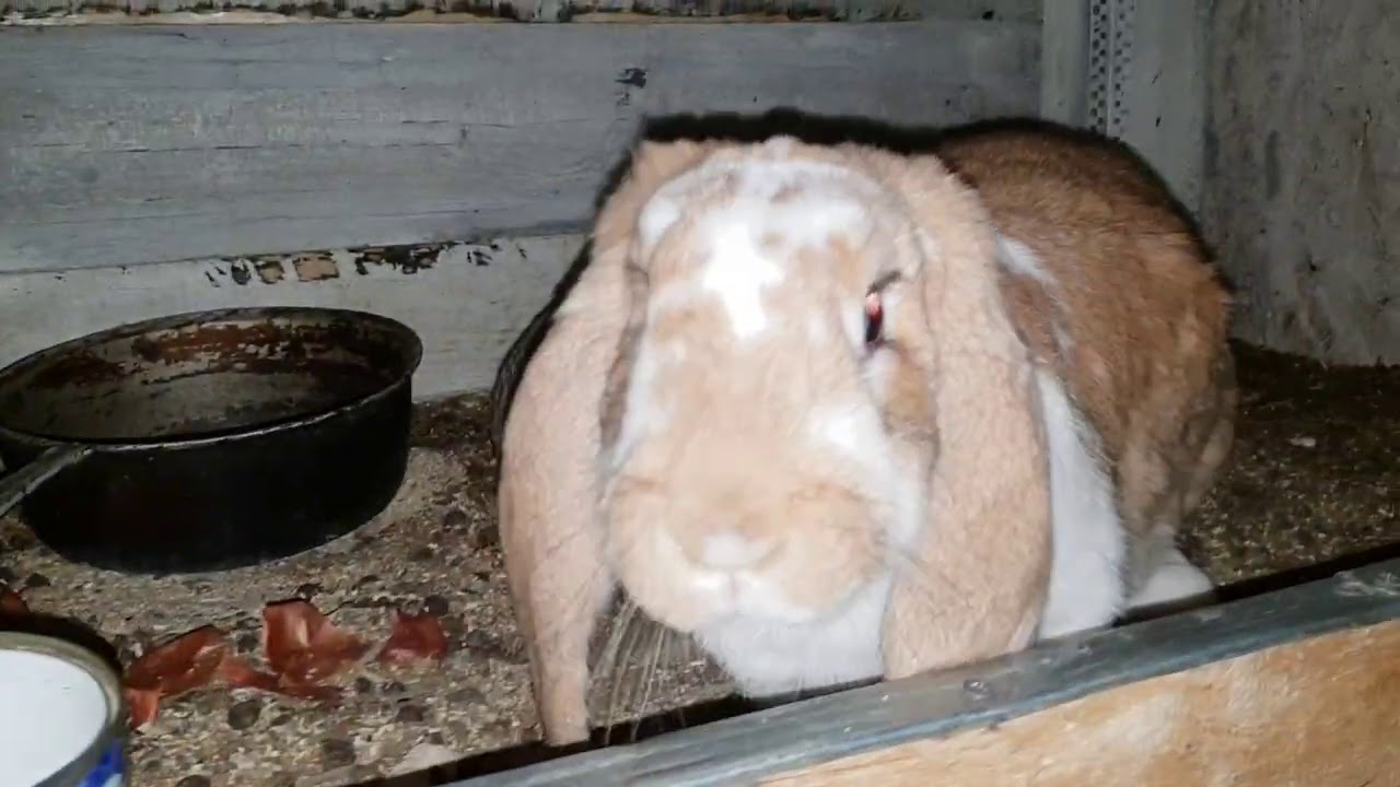 Cum protejam animalele de frig FGB Ep. 532