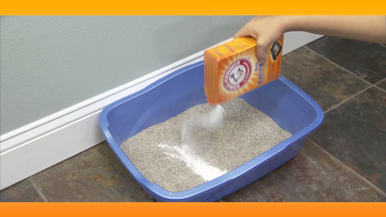 Eliminate Litter Box Smell: Baking Soda Solutions | ARM & HAMMER™