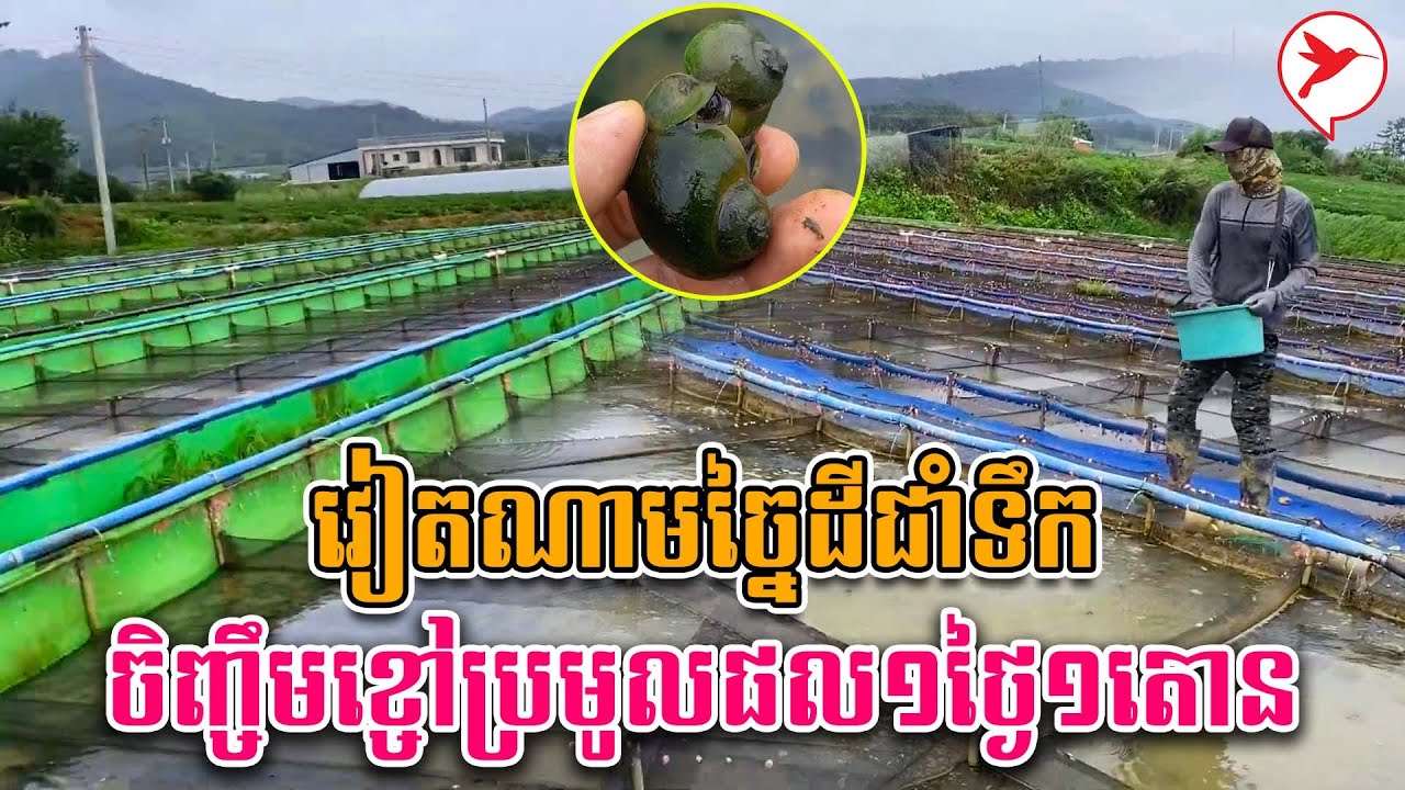 វៀតណាមច្នៃដីជាំទឹក ចិញ្ចឹមខ្ចៅប្រមូលផល១ថ្ងៃ១តោន | កម្មវិធីកសិកម្ម