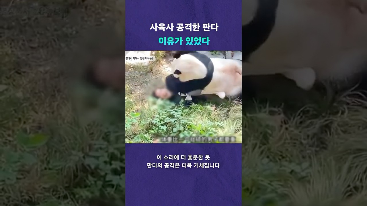 판다가 왜 그랬을까? #뉴픽