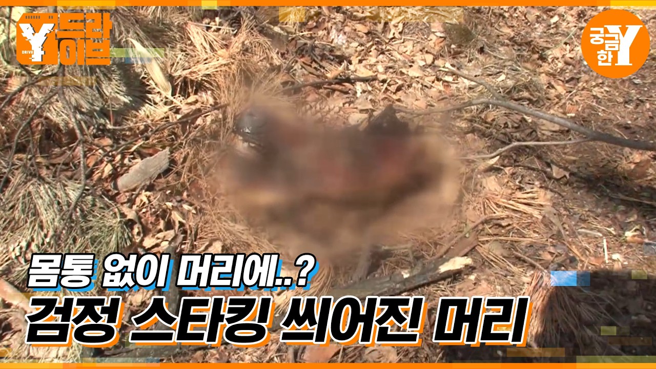 검정스타킹과 의문의 머리 | Y드라이브